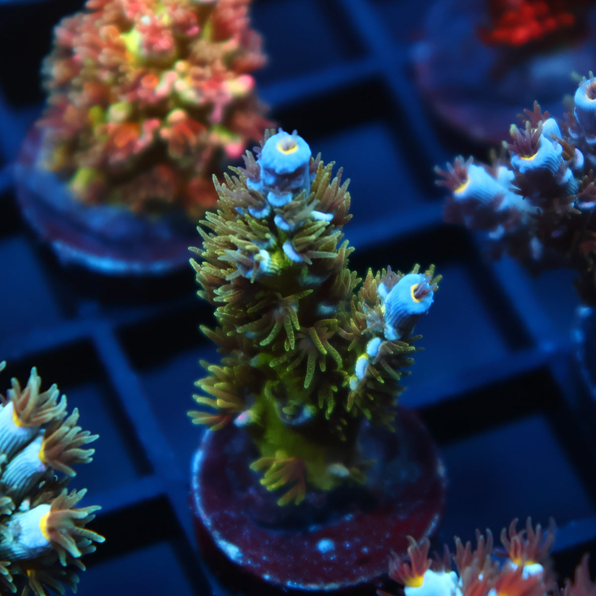 TCK Ultimate Tenuis