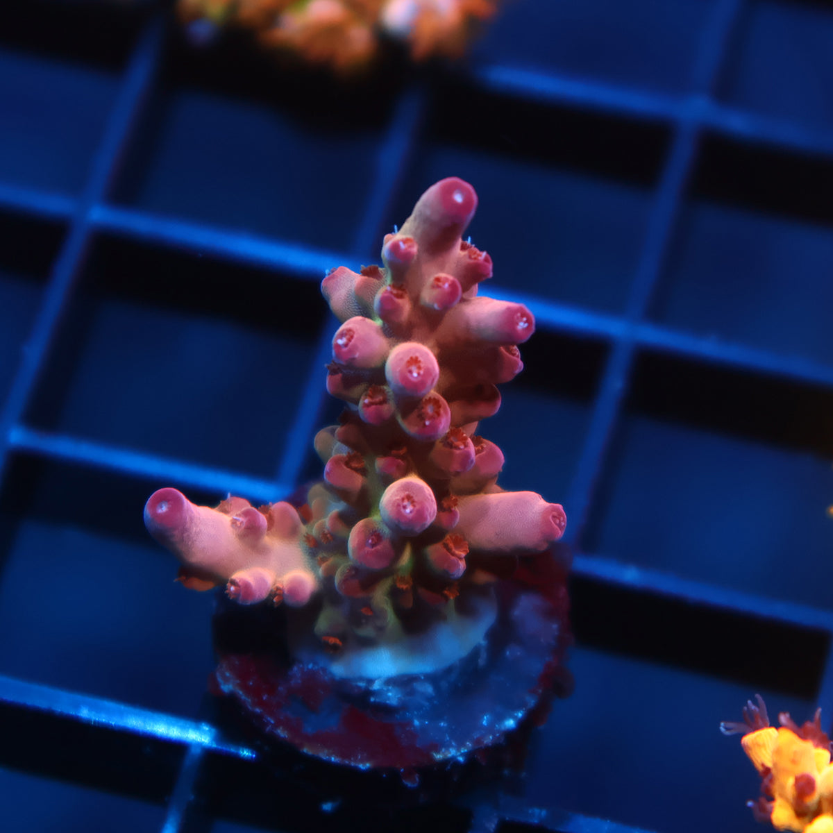 TCK Pink Granulosa