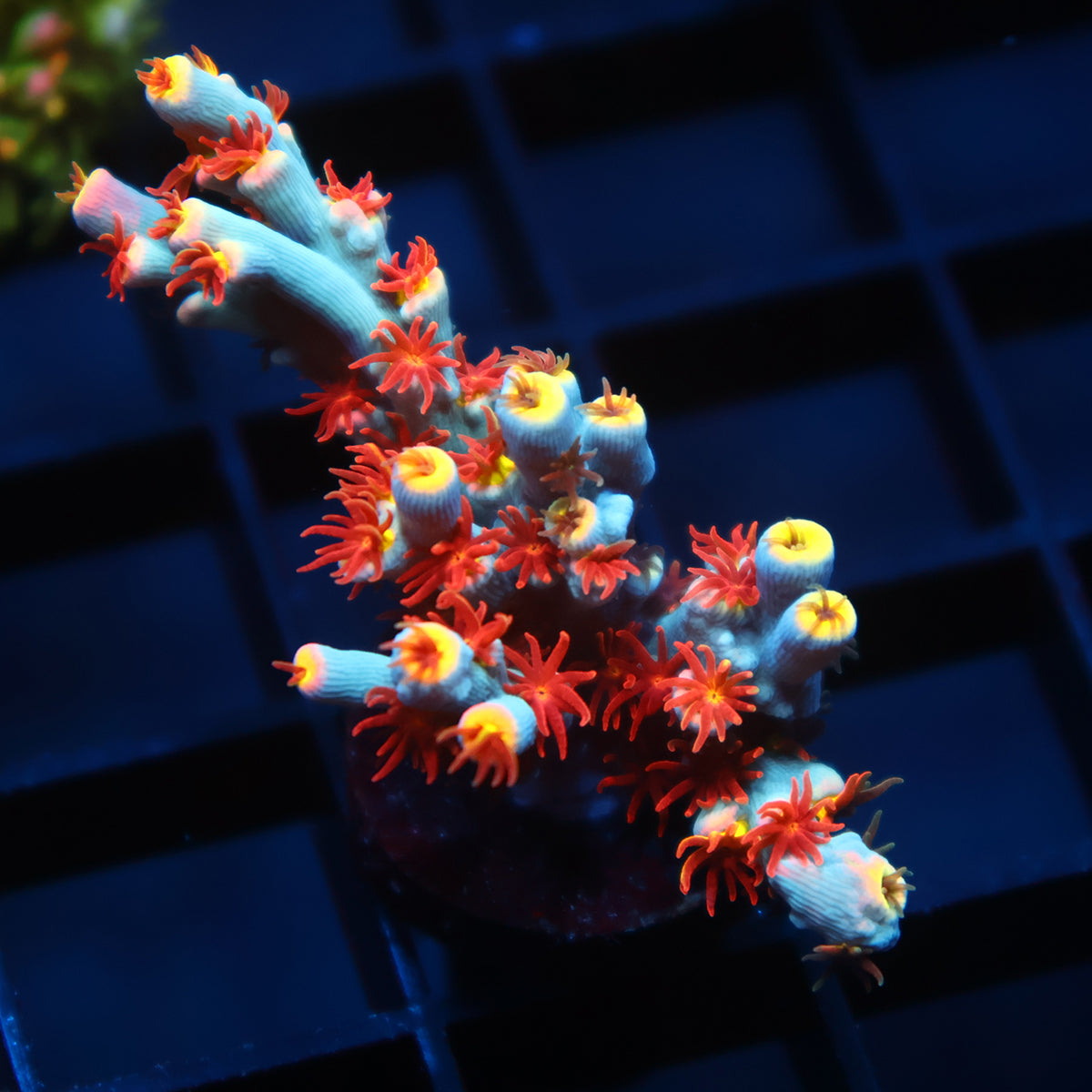 Lg TCK Ghost Pepper Speciosa