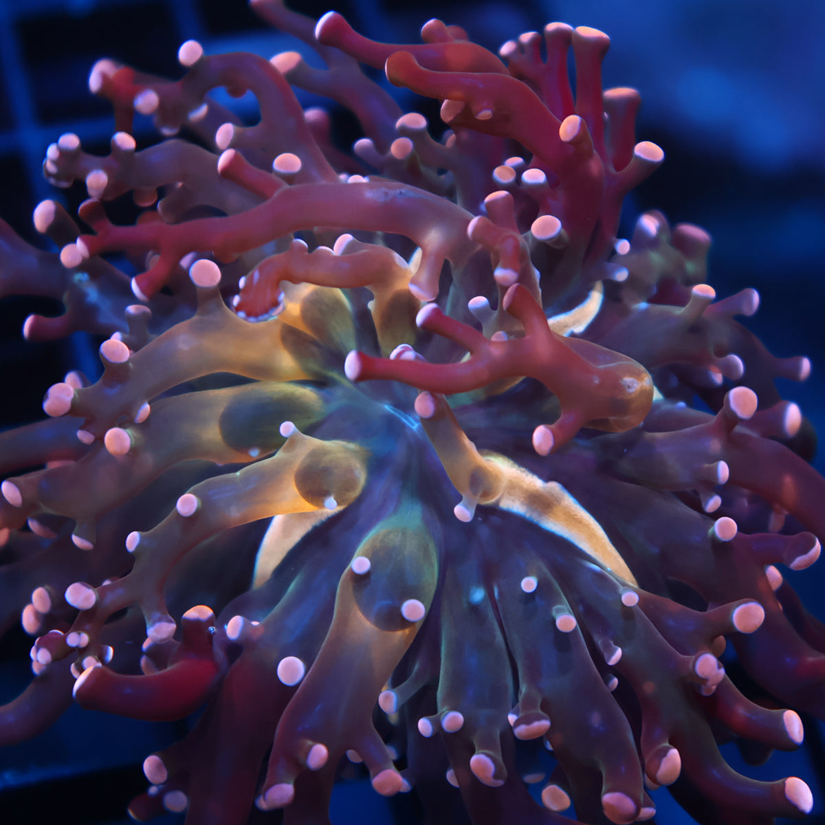 TCK Branching Peach Frogspawn