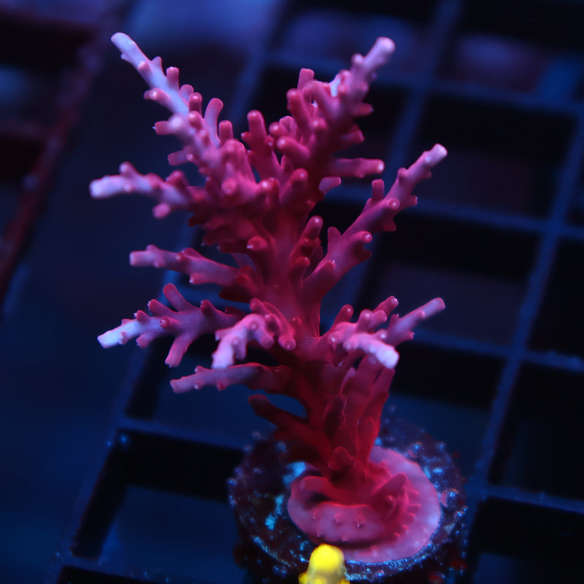 Lg Tyree Red Dragon
