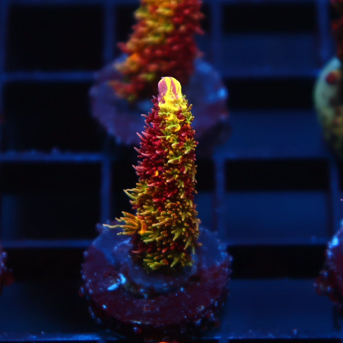 Insane RRC Rainbow Splice