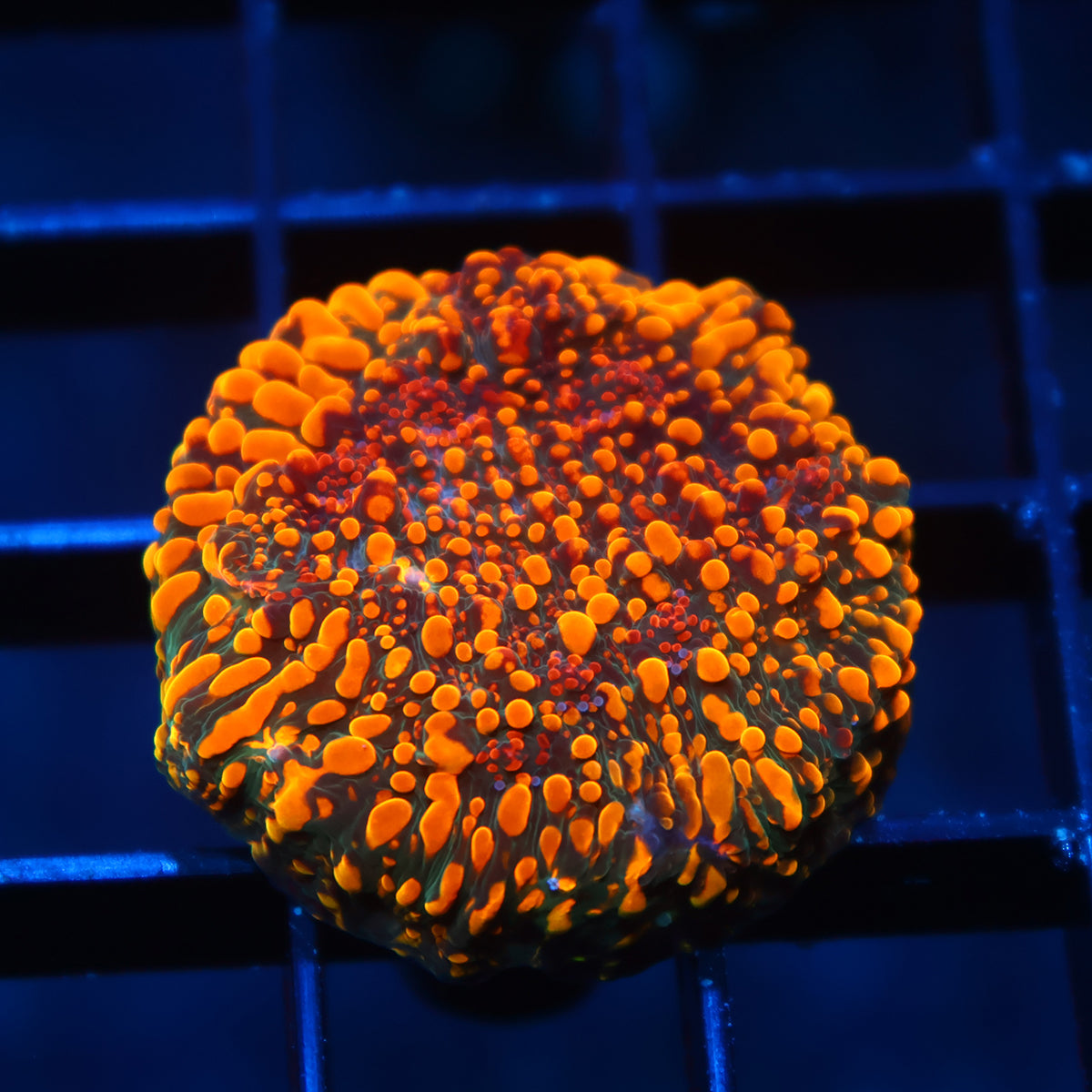 CC Cloudberries Chalice