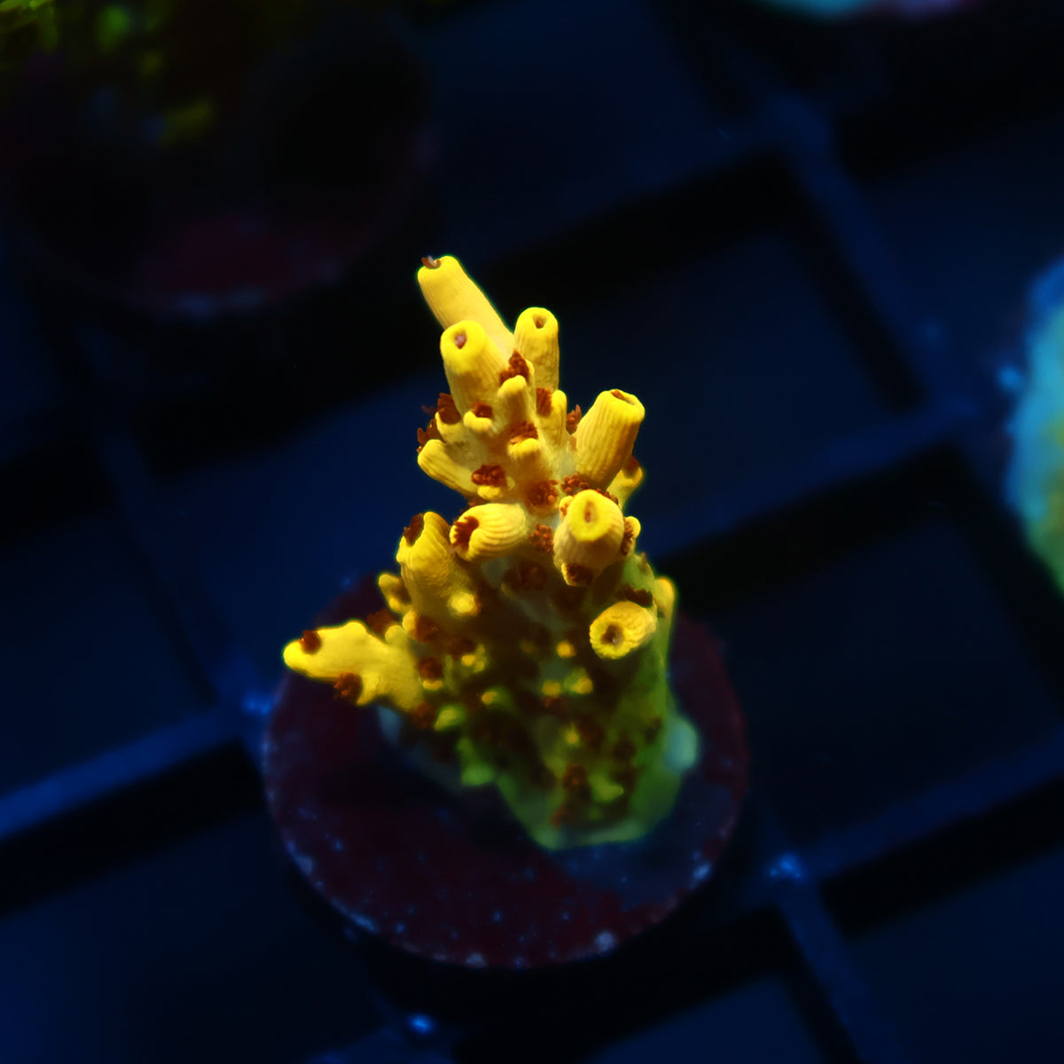 TCK Pikachu