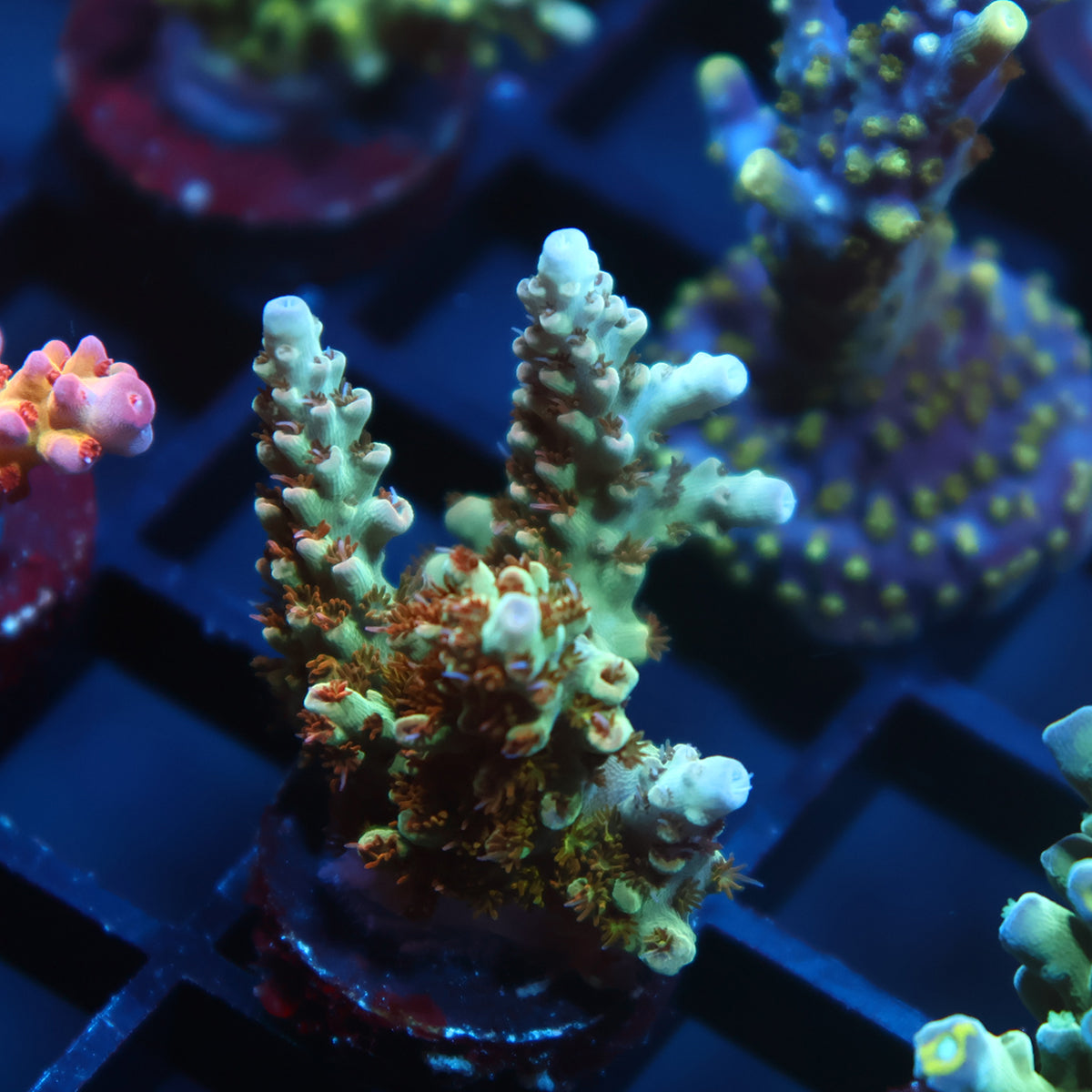 TCK Pink Polyp Shortcake