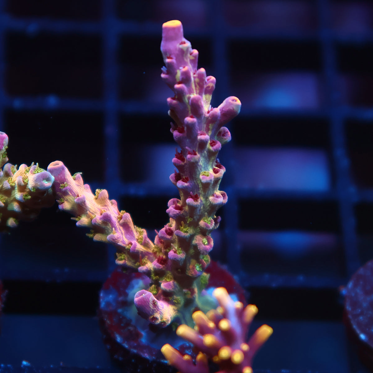 TCK Grafted Kaleidoscope