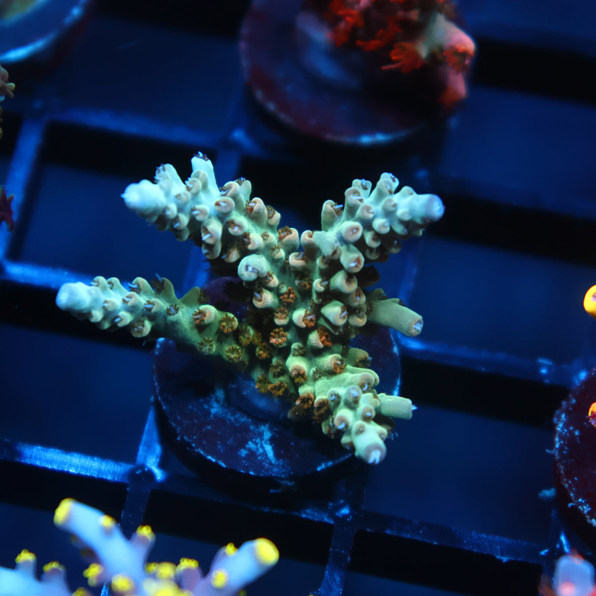 TCK Pink Polyp Shortcake