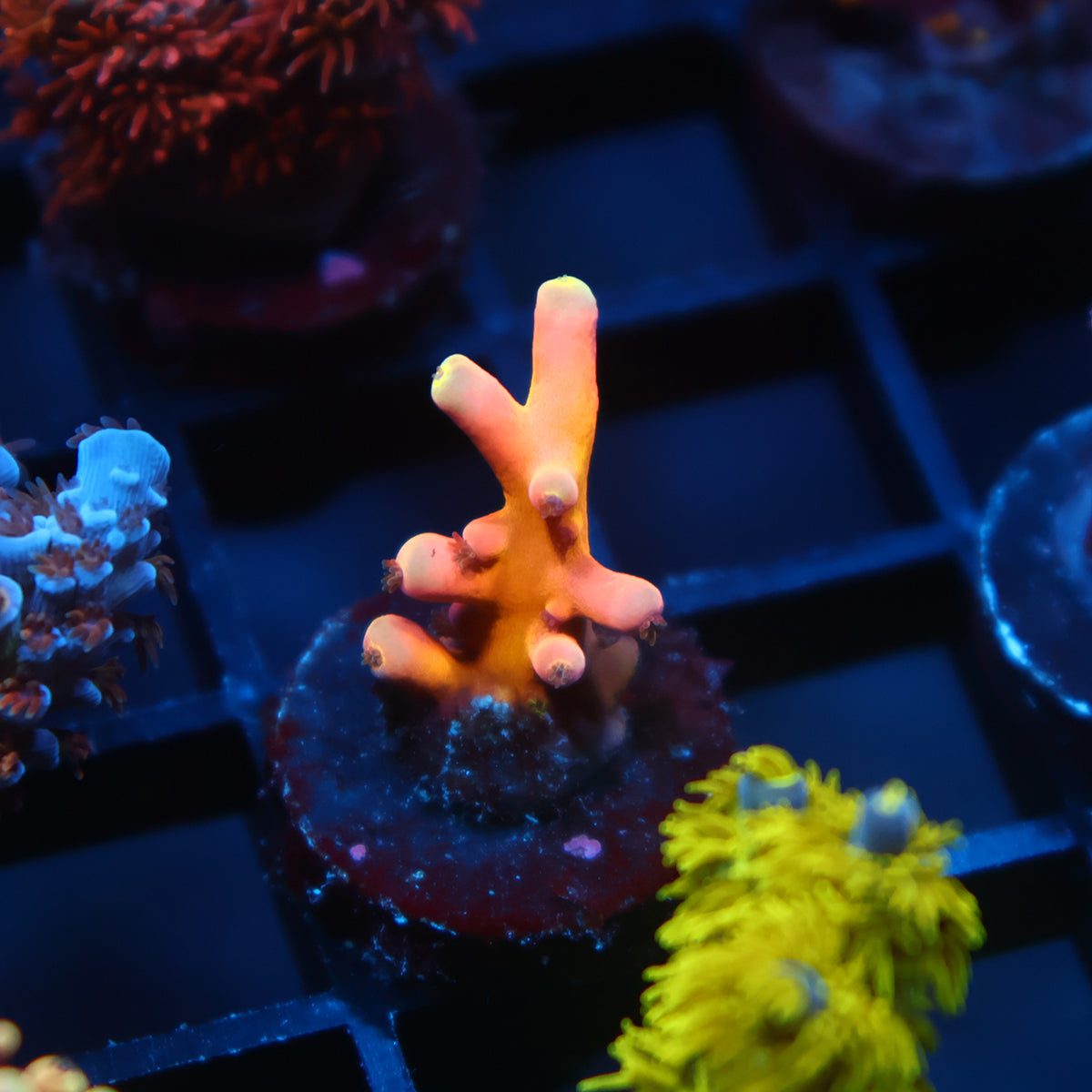 TCK Atomic Echinata