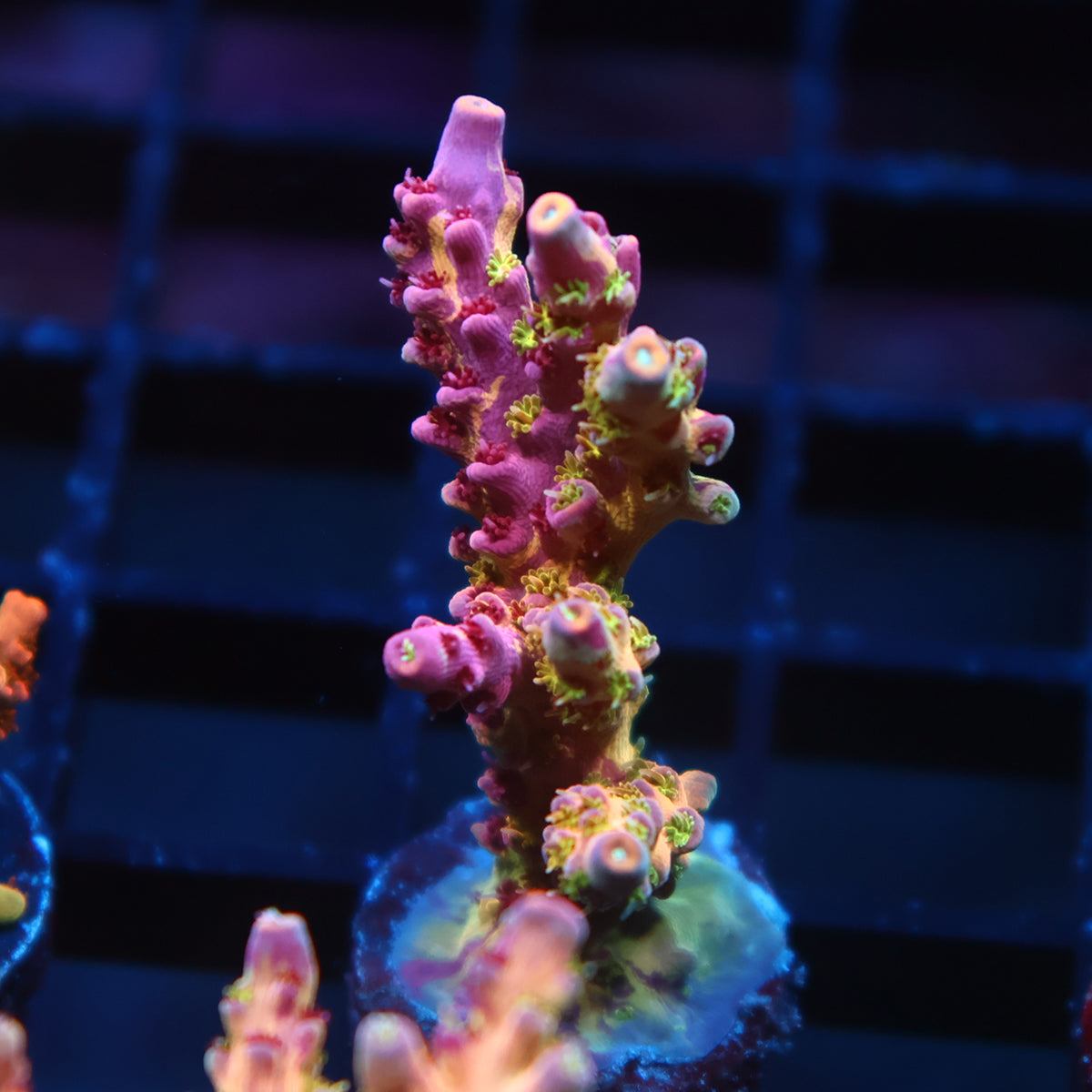 Insane TCK Grafted Kaleidoscope