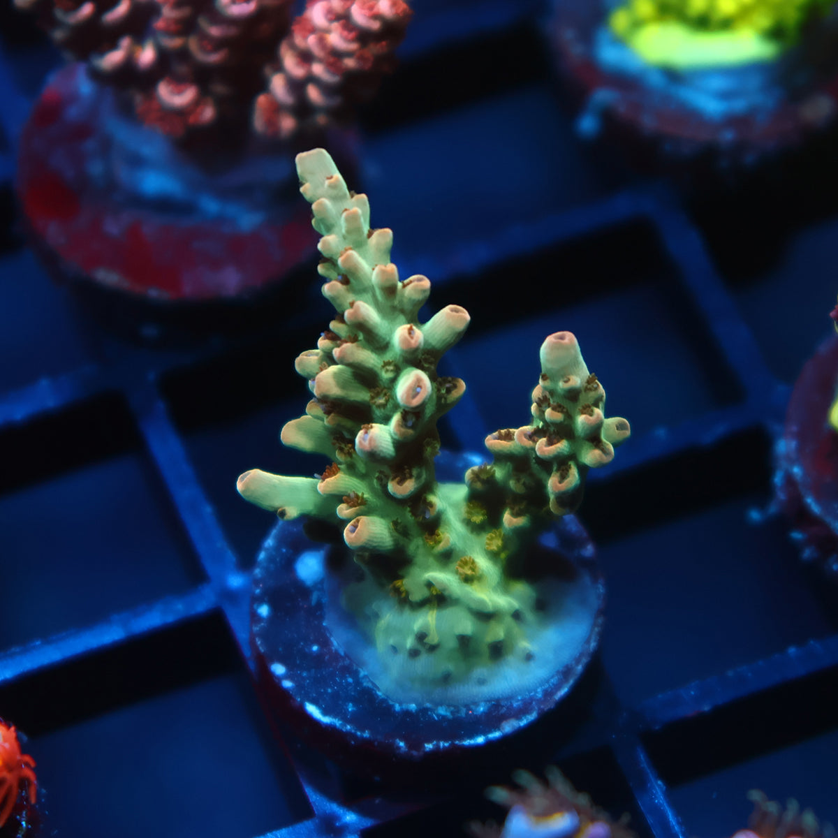TCK Pink Polyp Shortcake