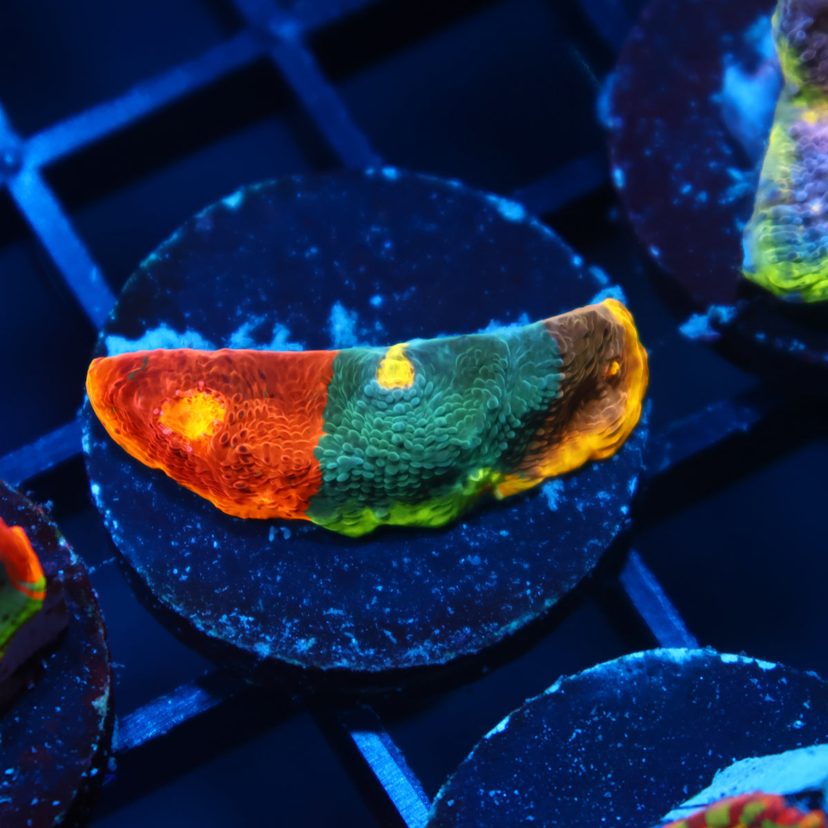 Insane TCK All Colors Rainbow Flamethower