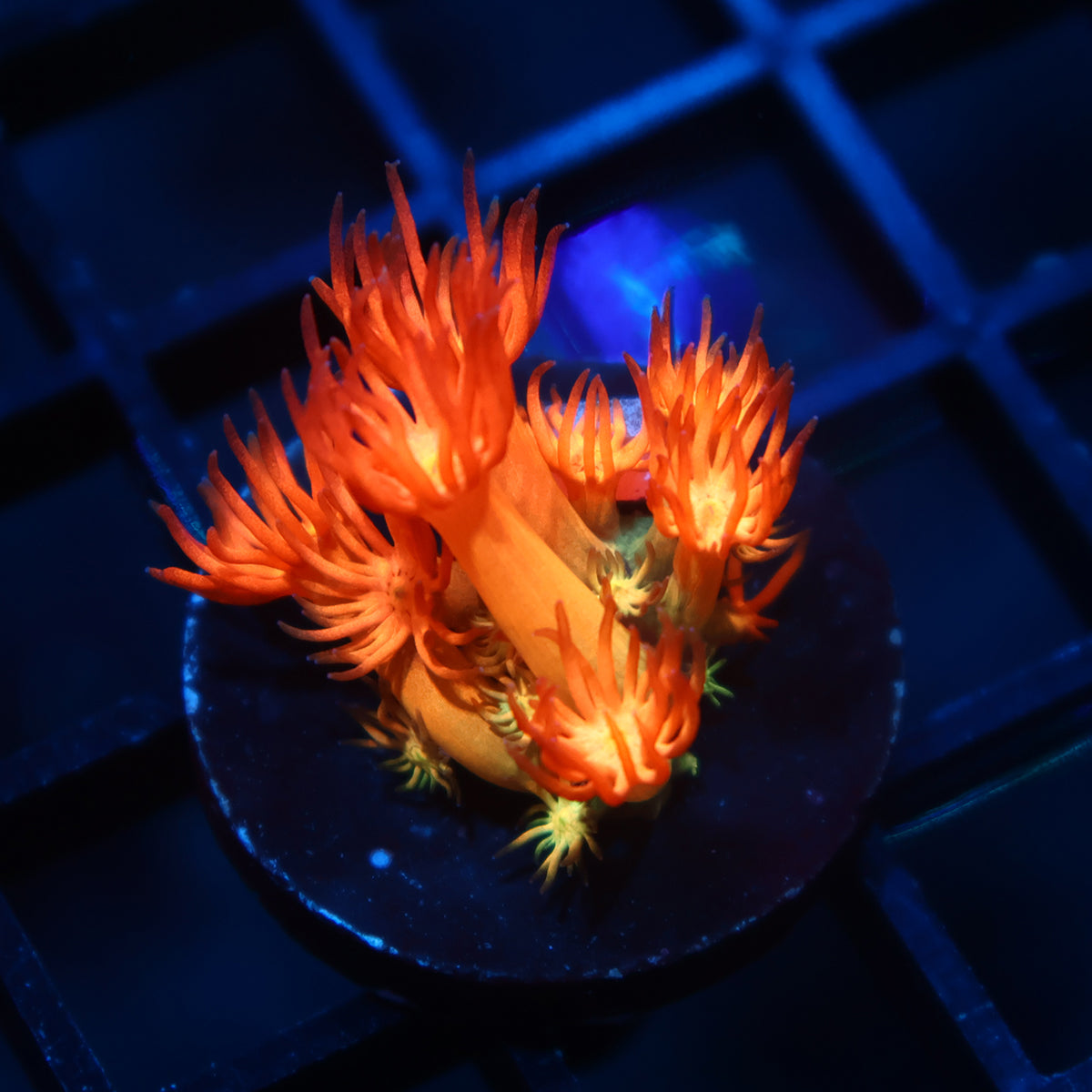 TCK Fire Dancer Goni