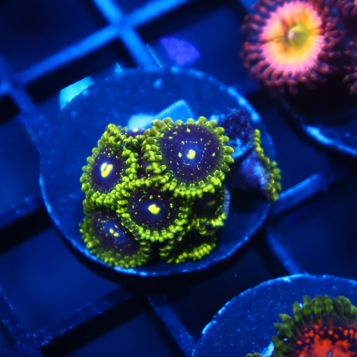 Exospheres