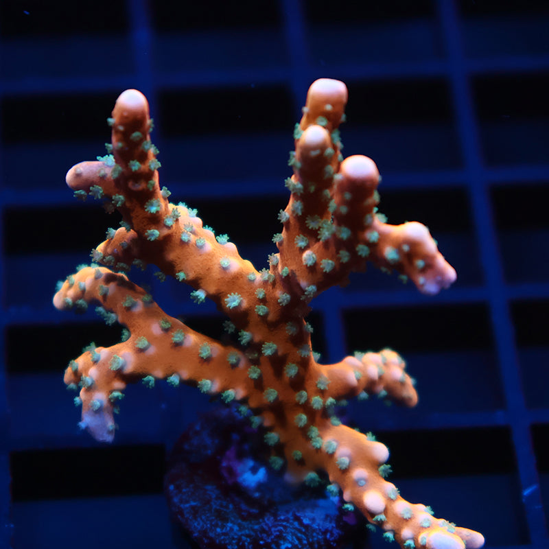 Lg RRC Tropicana Anacropora