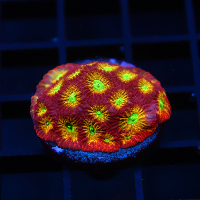 RR Spicy Lemon Favia