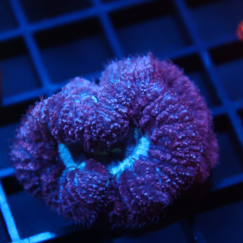 TCK Frosty Purple Blastos