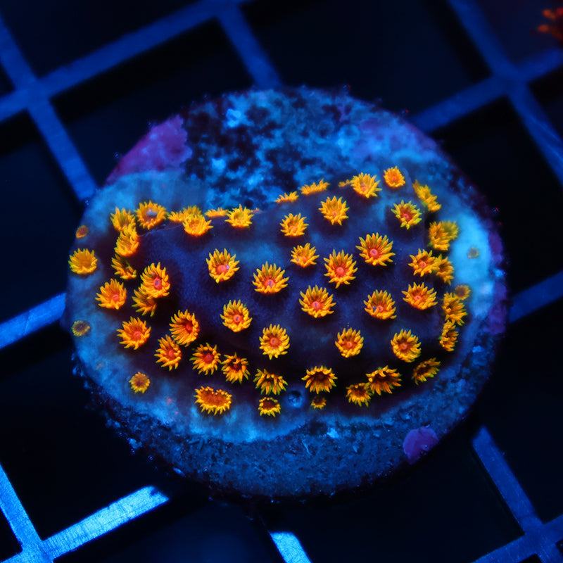 WWC Bizarro Cyphastrea