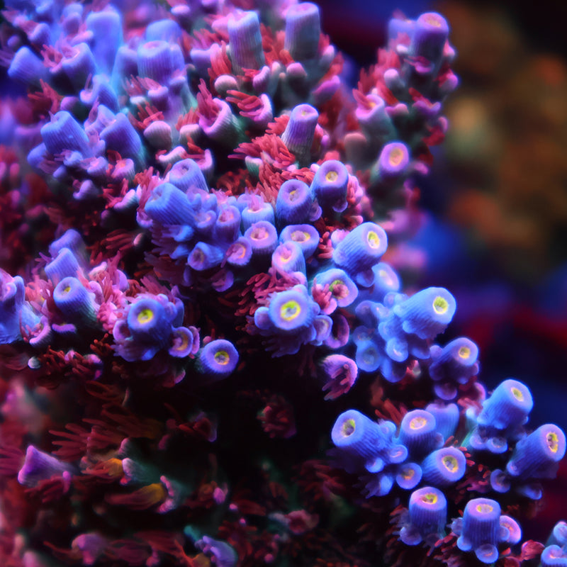 TCK CottonCandy Tenuis