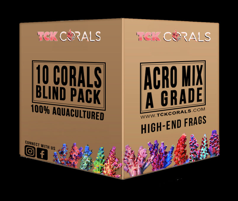 TCK 10 “Blind Box” SPS