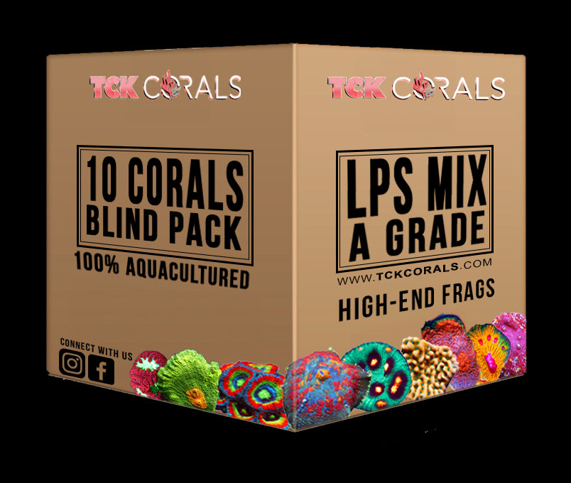 TCK 10 “Blind Box” LPS