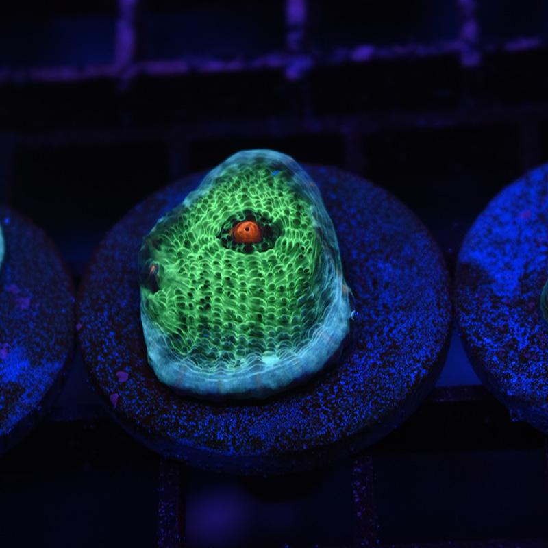 STOCK - Avatar Chalice - TCKCorals