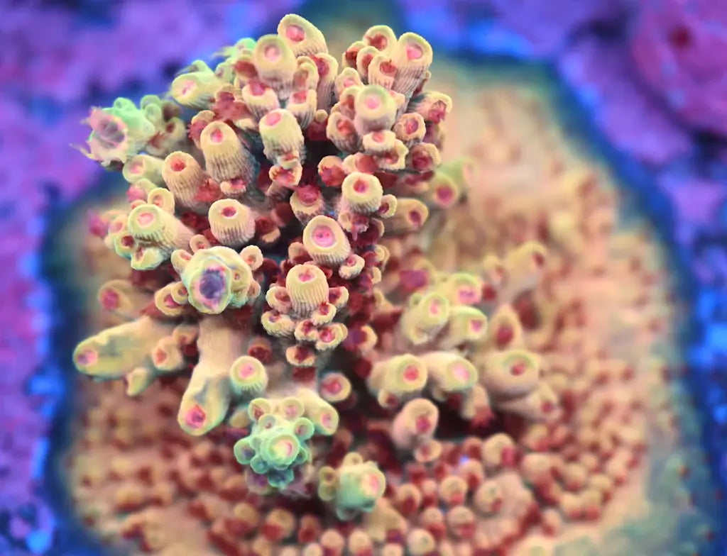 BK Chem Creme de la Creme - TCKCorals