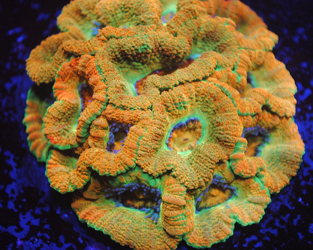 BSA Killshot - TCKCorals