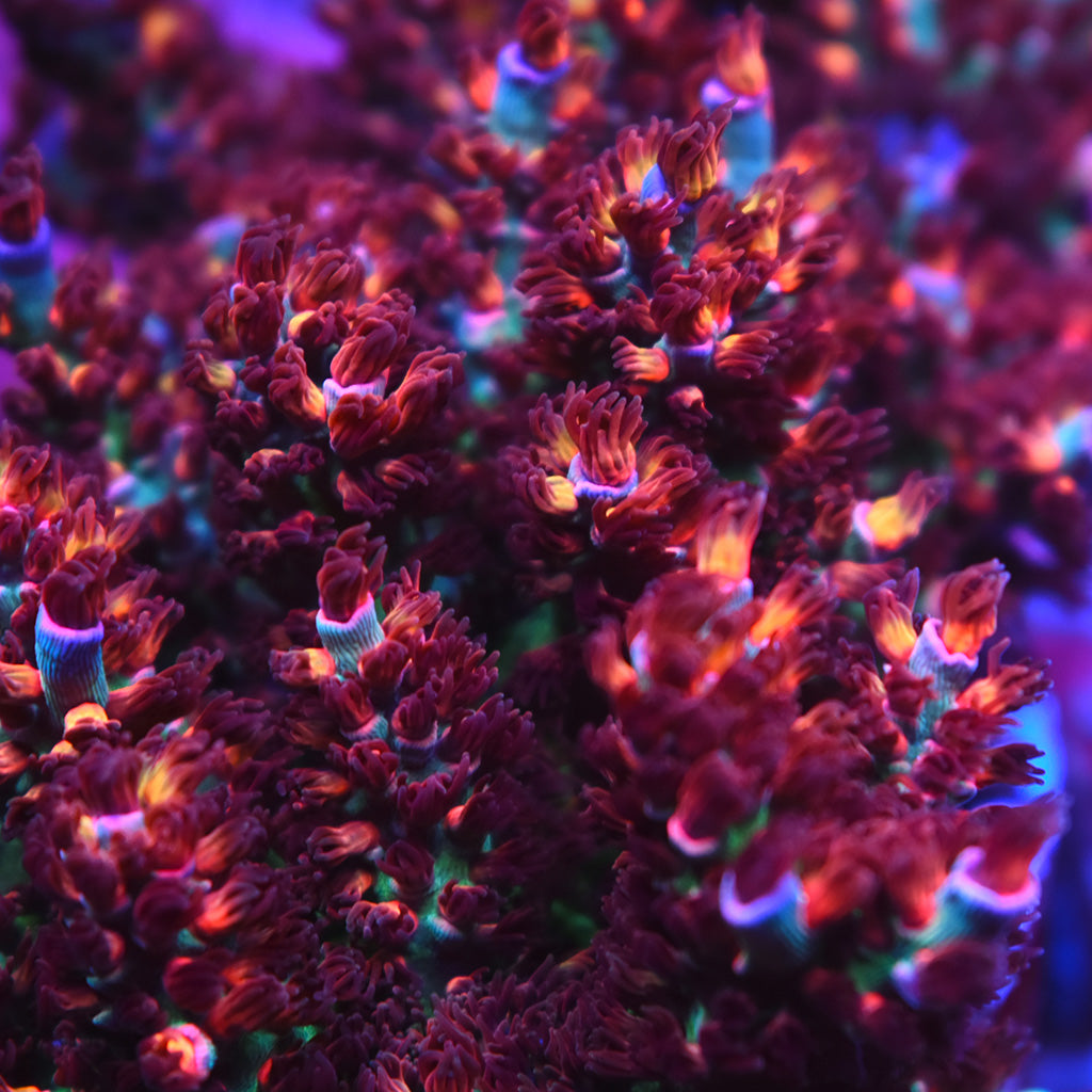 TCK Firestarter - TCKCorals