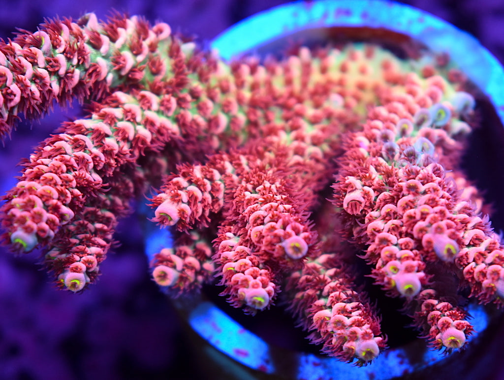 TCK Gamechanger Tenius - TCKCorals