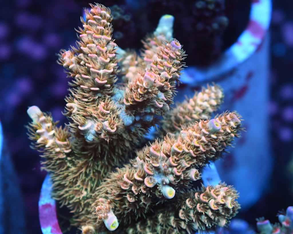 Future Release - TCKCorals