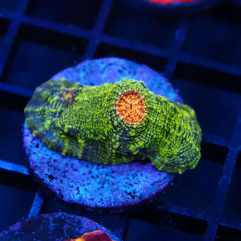 TCK Toxic Swirl Chalice