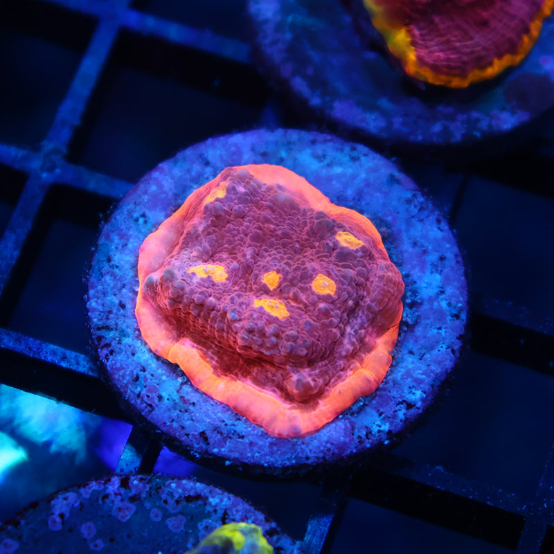 TCK Sunrise Rim Chalice