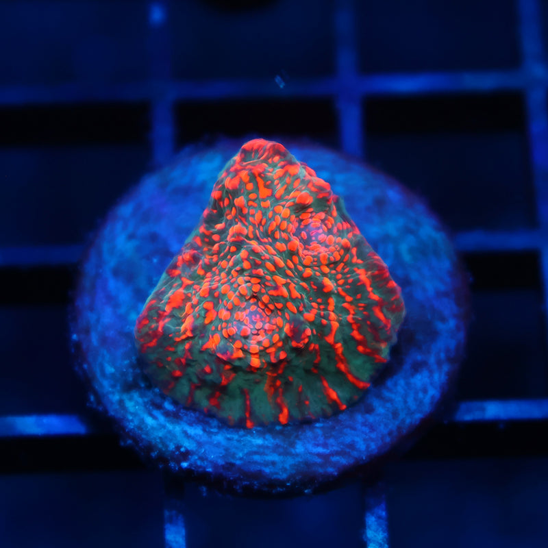 WWC Cherry Garcia Chalice