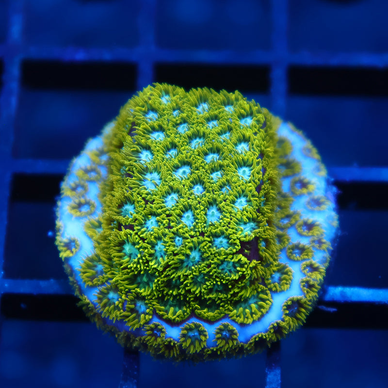 WWC Kermit the Frog Lepto