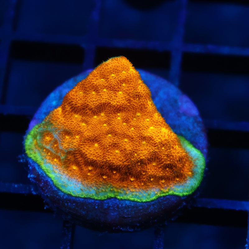 Watermelon Psammocora