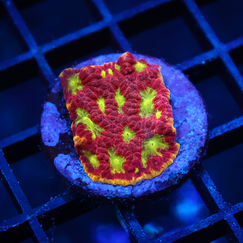 WWC Blood Diamond Favia