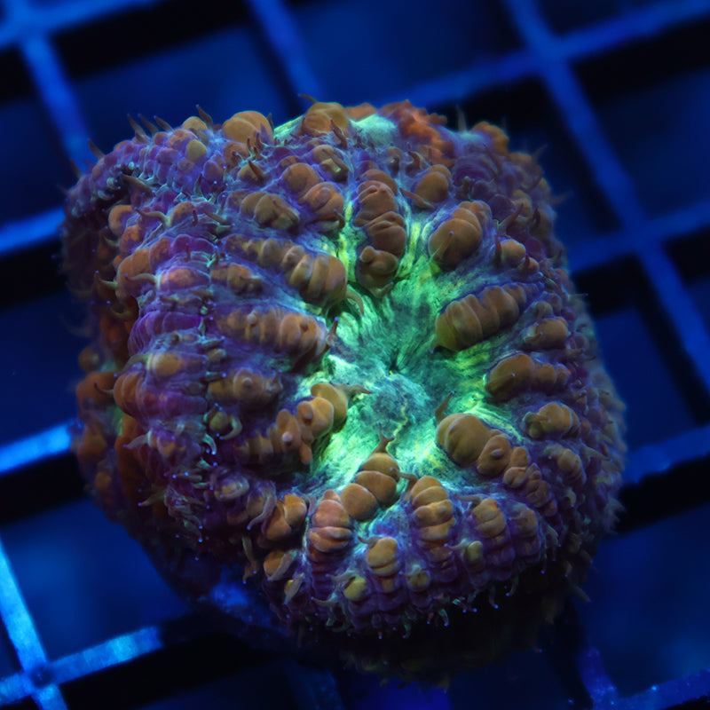TCK Big Polyp Green Blasto