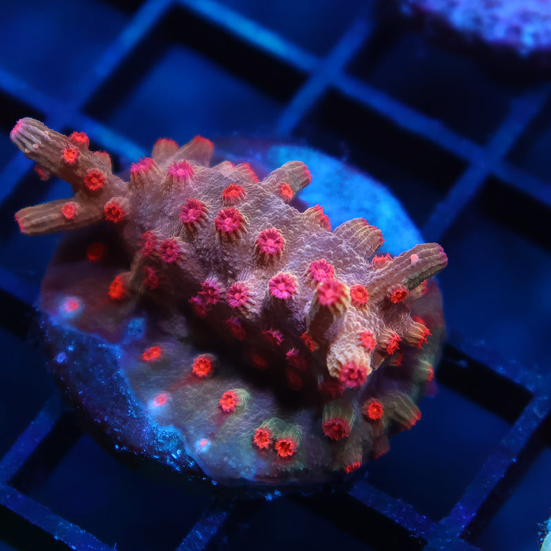 TCK Branching Cyphastrea