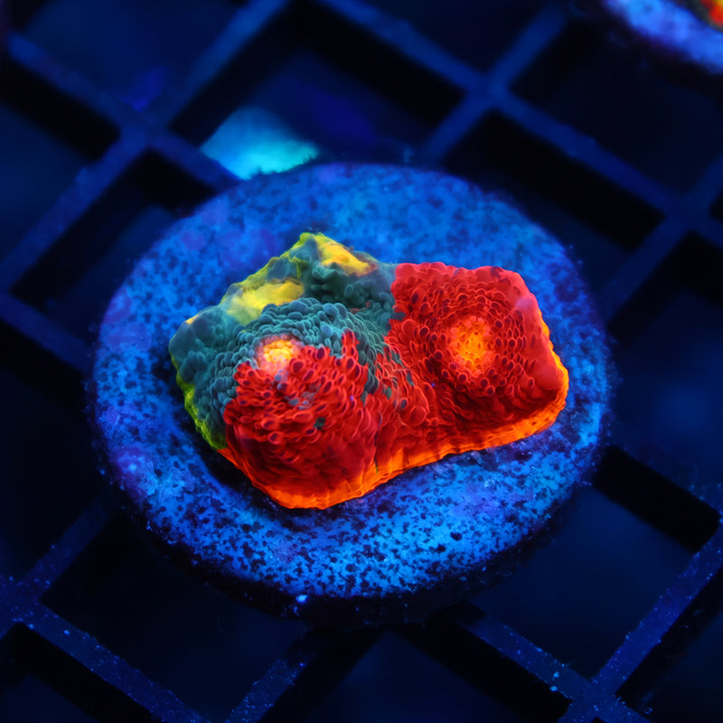 TCK Rainbow Collider Chalice