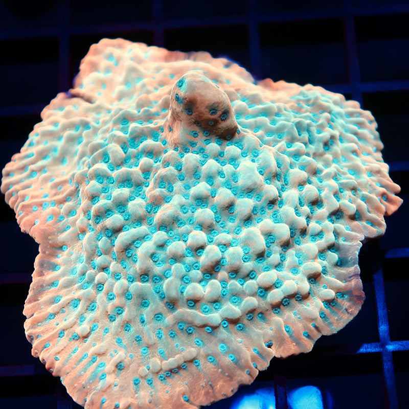 JF Beach Bum Mini Colony