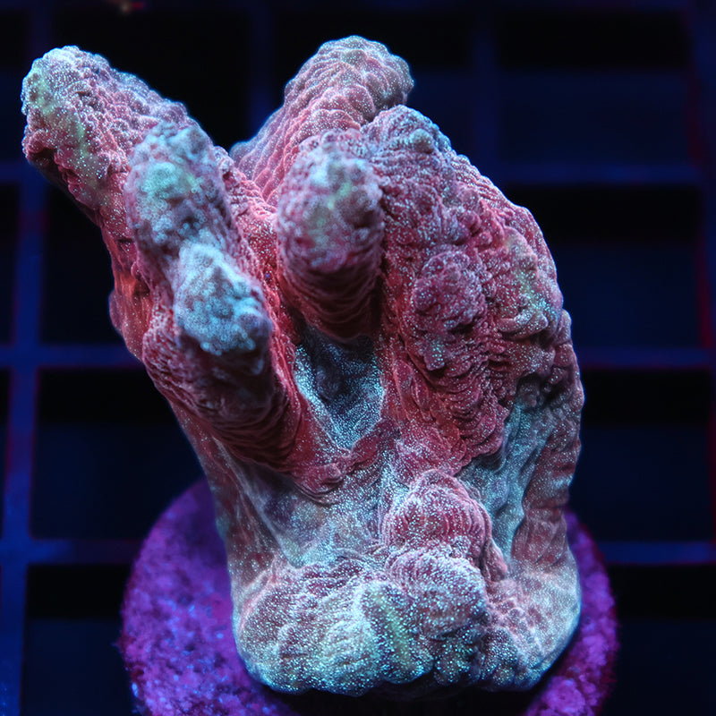 TCK Red Pectinia