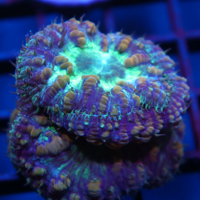 TCK Massive Polyp Blasto