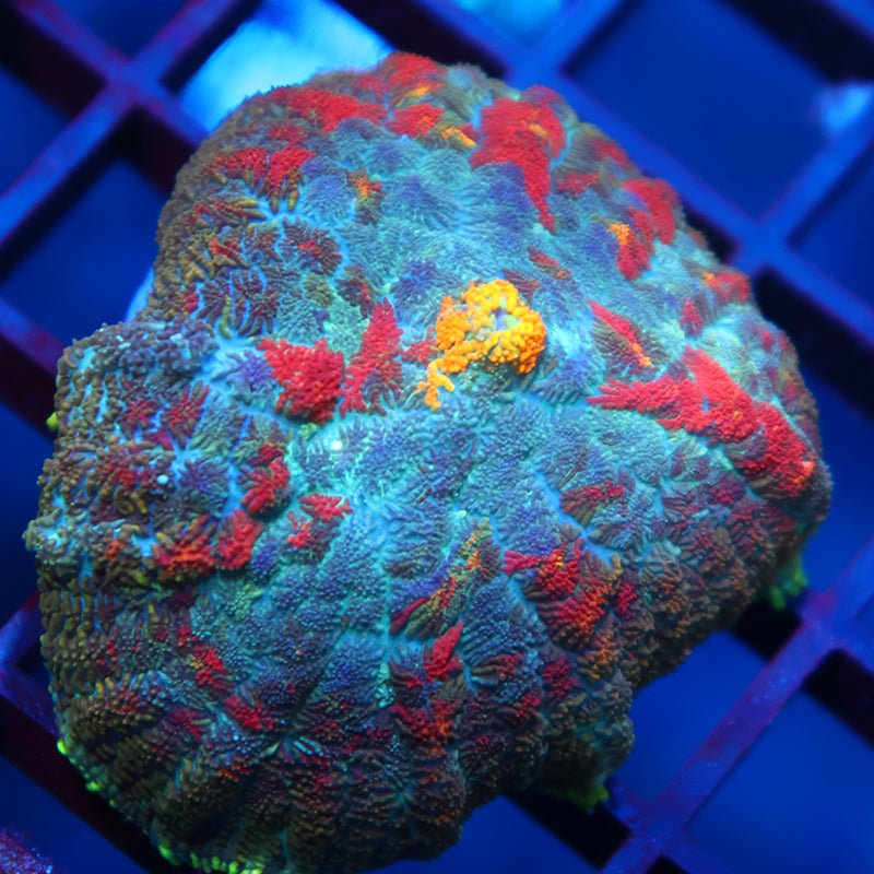 TCK Rainbow Rhodactis
