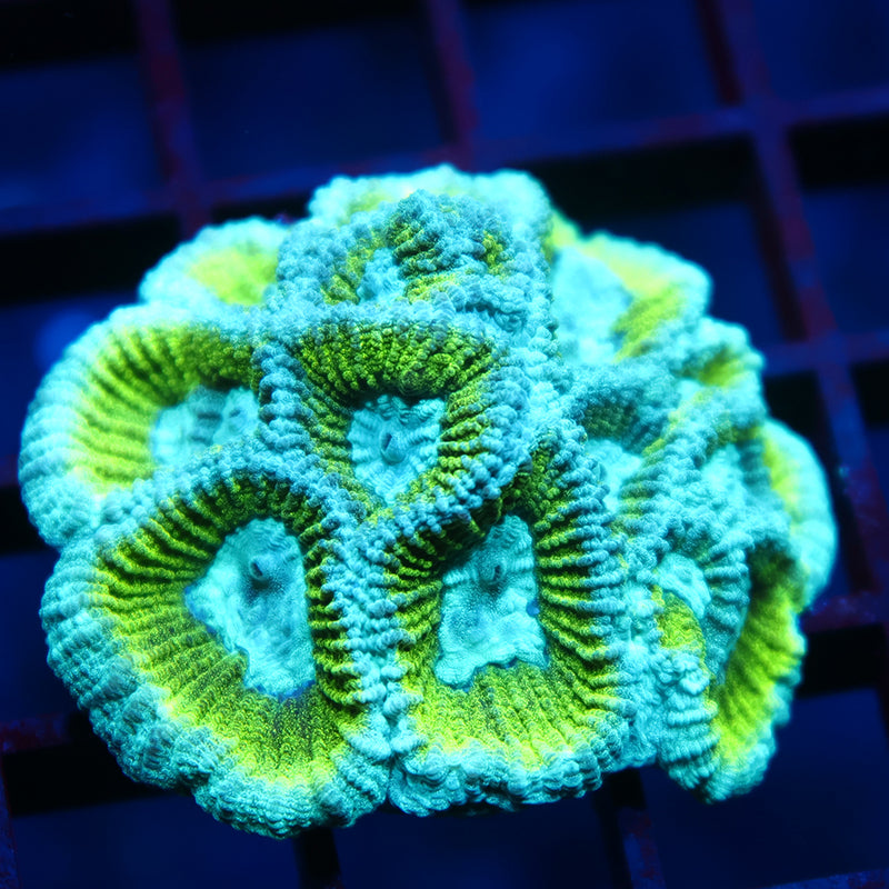 TCK Spongebob Favia Mini Colony