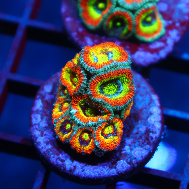 TCK HG Micro