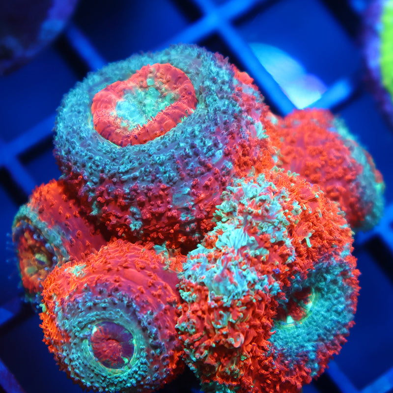 TCK Huge Polyp Asia Acan