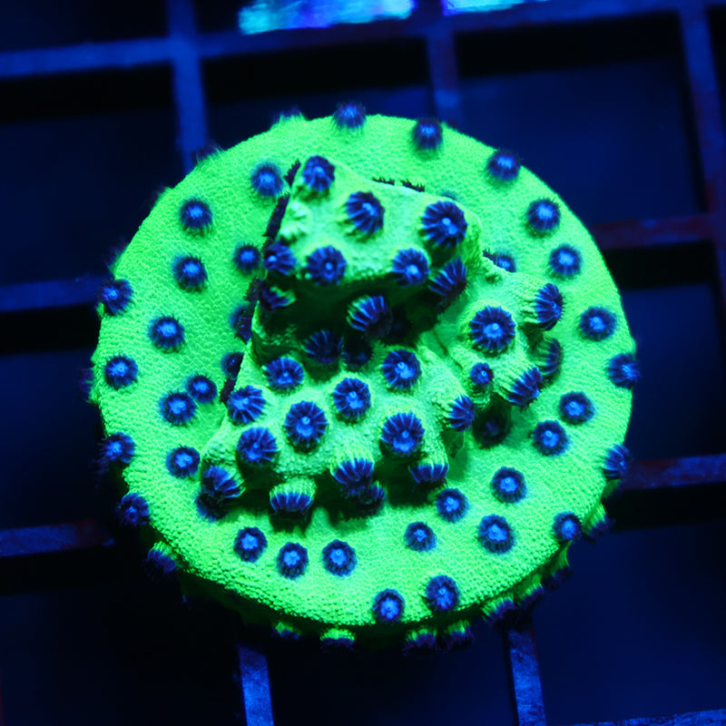 JF PPE Cyphastrea