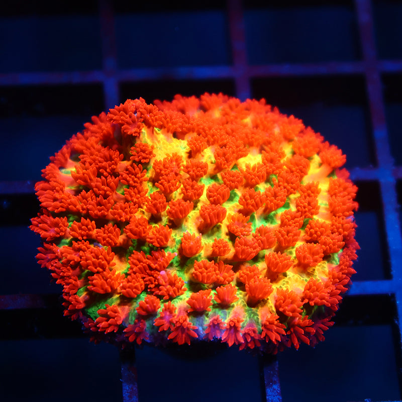 TCK Insanity Bernardpora Mini Colony