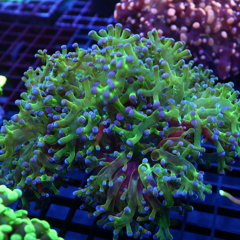 Large Branching Purple Tip Frogspawn