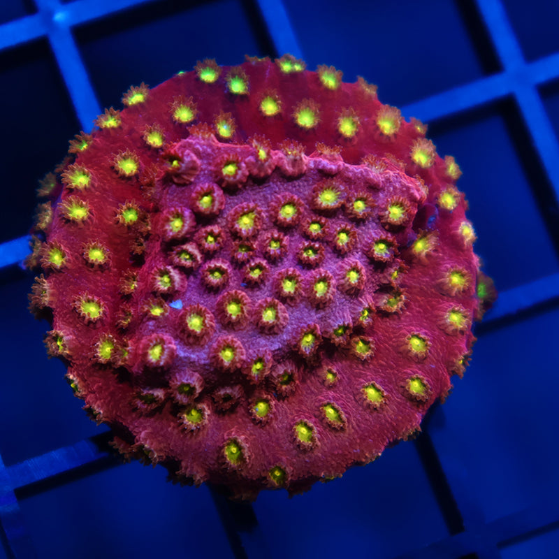 Bling Bling Cyphastrea